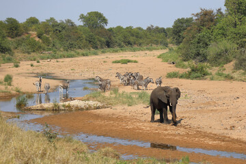 Afrikanischer Elefant und Steppenzebra im Tsendze River/ African elephant  and Burchell's zebra in...