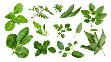 Naklejka premium Organic fresh green leaves and herbs, top-down view, perfect for eco branding, bright natural lighting, white background, isolated PNG