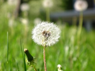 Dandilion fluf