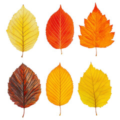 [Transparent Background PNG]Collection of Autumn Leaves in Vibrant Colors