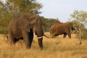 Afrikanischer Elefant / African elephant / Loxodonta africana..