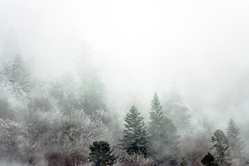 Mist covers the tranquil forest landscape, with evergreen trees partially obscured by the mist.Scene conveys a peaceful and mysterious atmosphere, highlighting the natural beauty of the surroundings.