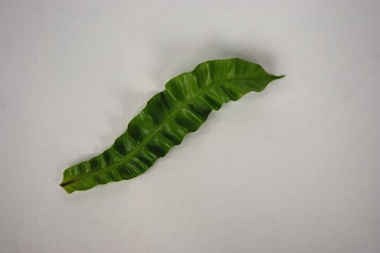 Green fern leaf on a white table. 