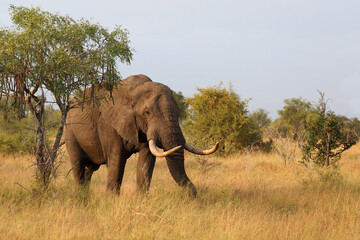 Fototapeta premium Afrikanischer Elefant / African elephant / Loxodonta africana..