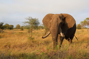 Fototapeta premium Afrikanischer Elefant / African elephant / Loxodonta africana..