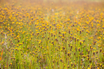 tall yellow-eyed grass ,field of sunflowers in summer