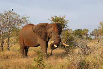 Fototapeta premium Afrikanischer Elefant / African elephant / Loxodonta africana..