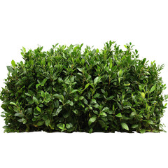 Obraz premium [Transparent Background PNG]Green Lush Hedge Isolated on White Background