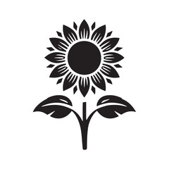 Collection of different daisy  Flowers