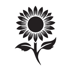 Collection of different daisy  Flowers