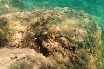 Small school of fish in the shallow water, swimming over the rocks with algae. Green sea full of marine life, underwater photography from snorkeling. Feeding fish, wildlife in the sea.
