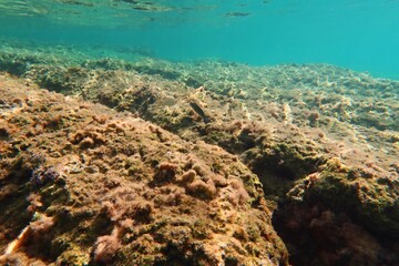 Fototapeta premium Swimming fish on the algae covered seabed. Marine life in the sea, fish and algae, underwater photography from snorkeling. Aquatic wildlife, travel photo. Fish and ocean.