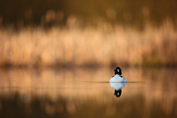 Gągoł (Bucephala clangula), goldeneye © Bartosz Rakoczy