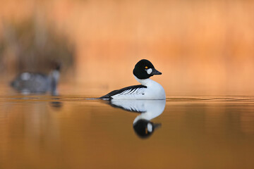 Gągoł (Bucephala clangula), goldeneye © Bartosz Rakoczy