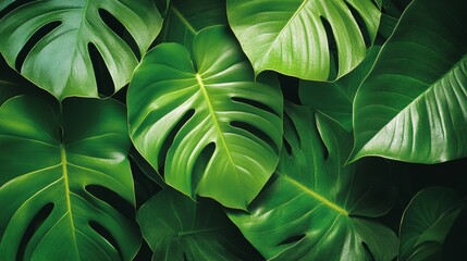 Tropical leaf wallpaper featuring luxurious monstera and banana leaves, seamless pattern design with vibrant greens and rich textures 
