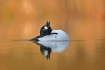Gągoł (Bucephala clangula), goldeneye © Bartosz Rakoczy