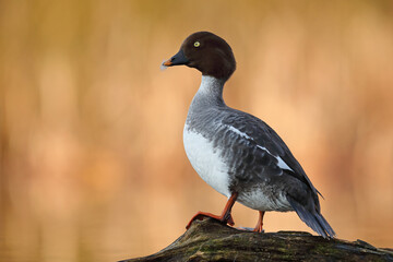 Gągoł (Bucephala clangula), goldeneye