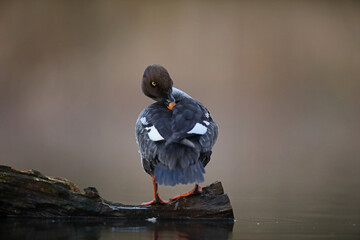 Gągoł (Bucephala clangula), goldeneye © Bartosz Rakoczy