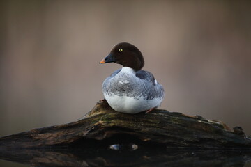 Gągoł (Bucephala clangula), goldeneye © Bartosz Rakoczy