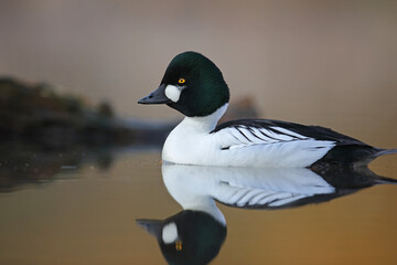 Gągoł (Bucephala clangula), goldeneye © Bartosz Rakoczy