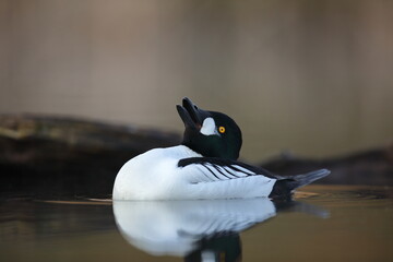 Gągoł (Bucephala clangula), goldeneye © Bartosz Rakoczy