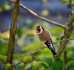 European goldfinch sitting on a branch