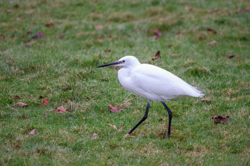 Egret egretta garzetta walking across a field