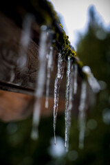 melting icecles hanging on a wood roof at a sunny winter day