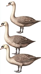 Obraz premium Three elegant swans standing in a row, showcasing their beauty.