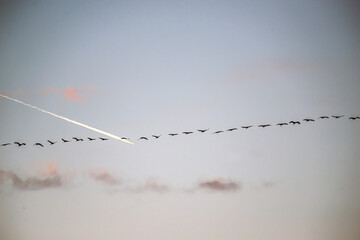 flugzeug kreuzt kranichzug