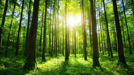 Obraz premium Sunlight Filtering Through Dense Rainforest Canopy in Nature