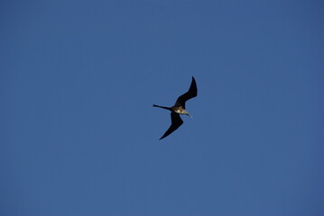 Seabird against blue sky