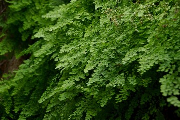 Green foliage texture