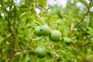 The fruit of an unripe citrus lemon on a branch.