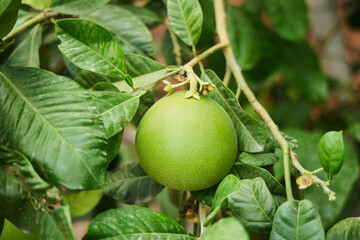 The fruit of a large unripe citrus Sweet or Oroblanco.