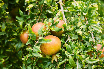 The fruit of an unripe pomegranate on a branch.