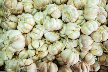 Fresh raw garlic (bawang putih) displayed, showcasing its smooth white bulbs and firm cloves, widely used in cooking and traditional remedies