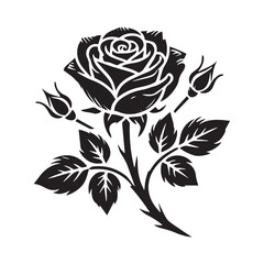 Collection of different daisy Flowers Vector