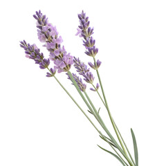 Obraz premium bunch of lavender on transparent background