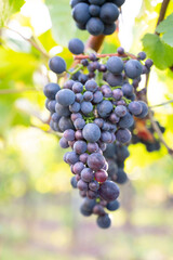 Blue grapes, Pinot Noir wine growing on vine, vineyard in Trier, Moselle Valley, Germany, landscape and agriculture, rhineland palatine