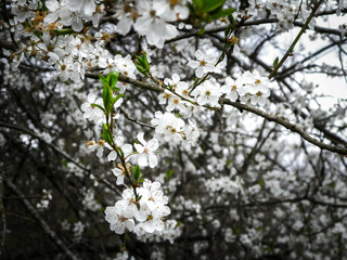 Close up of white flowers of wild apple tree.