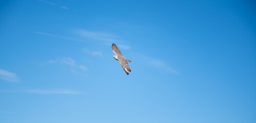 Gyrfalcon, wildlife, raptor bird of prey flying in the blue sky, Falco rusticolus