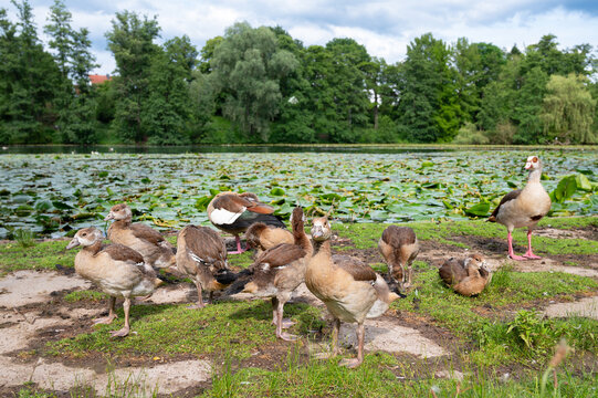Egyptian goose chick, alopochen aegyptiaca family on a meadow in spring, animal and water bird 