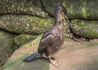 Cormorant on a rock squawking, close up, united kingdom