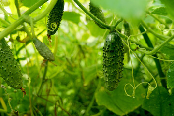 Fresh cucumber hanging from a vine in a green garden. Sunlight filters through the leaves, highlighting the vibrant growth of homegrown vegetables in an organic environment