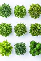 Assortment of Vibrant Green Topiary Plants on White Background Overhead View Minimalist Botanical Composition Garden Variety