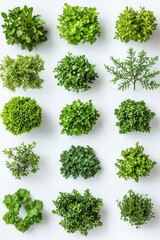 Obraz premium Top View of Diverse Green Plant Collections on White Background Showcasing Botanical Variety and Freshness for Gardening and Decoration