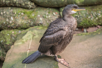 Cormorant on a rock, close up, united kingdom