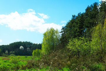 Wild, green meadow in forest. Kashubia Poland.