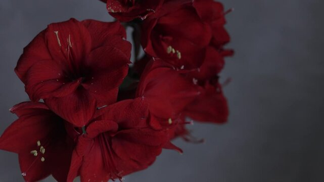 Red amarylis macro flower